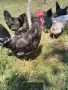 Петли Петел Черен Легхорн Leghorn, снимка 6