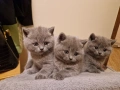 Британчета си търсят дом, снимка 3