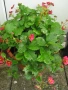 Strawberry ‘Toscana’ / Ягода „Тоскана“, снимка 1