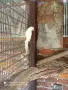 Чифт малък Александър , снимка 5