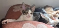 Супер котета!!!, снимка 6