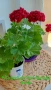 Сортово мушкато Pelargonium Plum Rambler , снимка 3