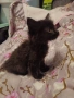 Мъжко котенце търси дом, снимка 3
