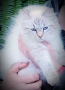 Невски маскарадни котенца , снимка 6