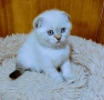 Шотландско мъжко Скоттиш Фолд. , снимка 1
