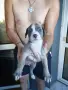 🐶 Продавам красиви Американски Питбул кученца - 8 броя, 2 месеца, снимка 1