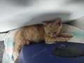 Красиво оранжево коте за подаряване, снимка 2