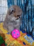 Померанче момченце, снимка 4