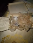 Крайни стъпала, снимка 2