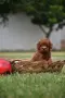 Той пудел Toy poodle, снимка 1