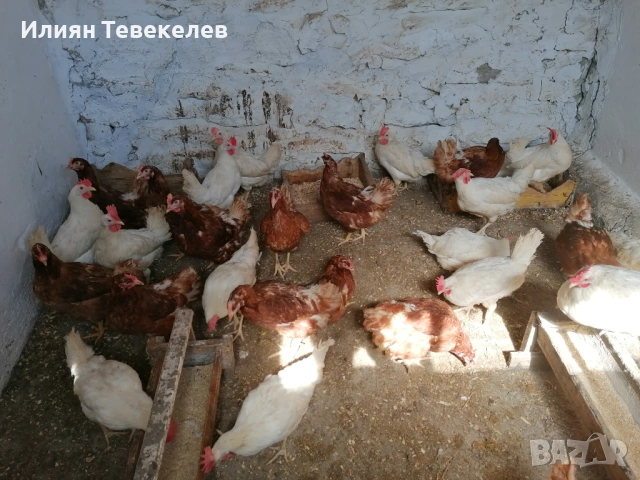 Носачки на 6 месеца, снимка 3 - други­ - 54658212