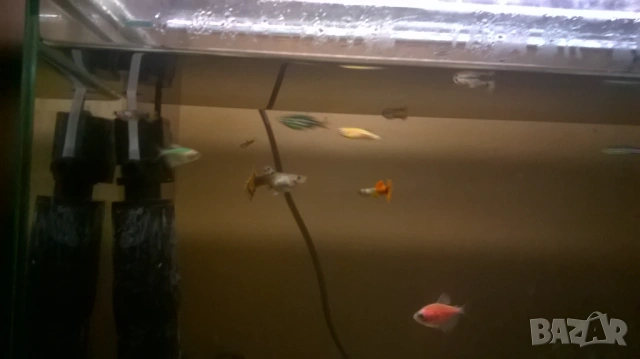 рибки гупи и анциструс, снимка 2 - Аквариуми - 54295502