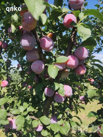 Продавам  сливи 