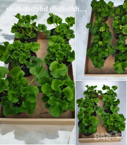 Сортови Мушката за колекционери 5 € за брой ( четири цвята ), снимка 7 - Градински цветя и растения - 54231825