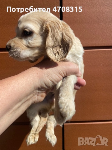 Кокер шпаньол момче карамел ваксина, снимка 5 - Кокер шпаньол - 54134063