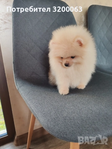 Померан мъжко 