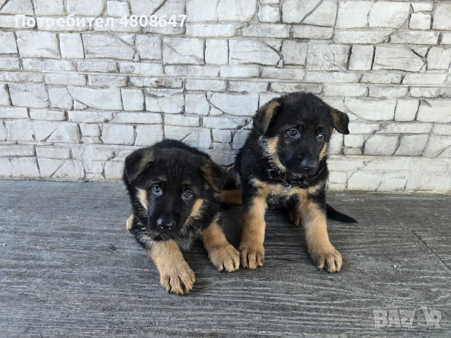 Немски овчарки , снимка 12 - Немска овчарка - 54320500