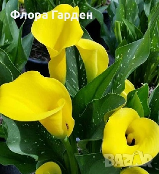 БЕГОНИЯ и Кала - Грудки - 20 % от посочените цени, снимка 12 - Сортови семена и луковици - 49235759