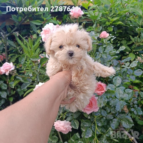 Малтипу мини момиче, снимка 3 - Пудели - 54703750
