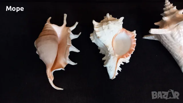 Лот морски раковини , снимка 5 - Декорация за дома - 48272673