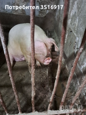 Продавам прасе, снимка 3 - Прасета - 54016066