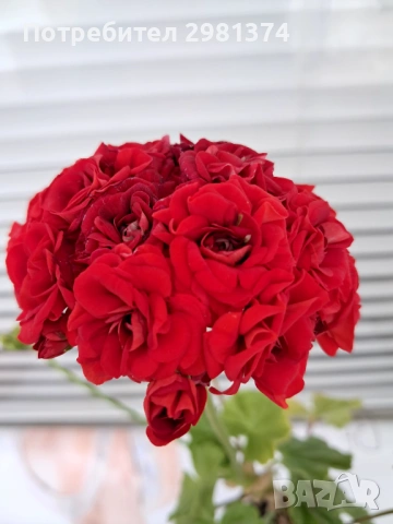 Мушкато(Red Sibil)
