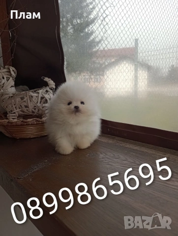 Чисто бели мини момче и момиче,Померани. , снимка 4 - Померан - 54058437