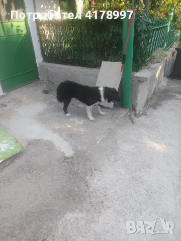   Любимци кучета !!!, снимка 3 - Други животни - 55655816