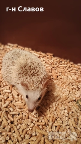 Африканско Таралежче с оборудване и храна. , снимка 7 - Таралеж - 54201276