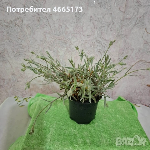 Рожец  градинско растение , снимка 3 - Градински цветя и растения - 54268325