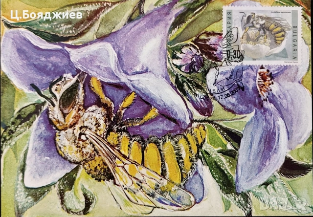 Карти-максимум, Пчели, българия, снимка 6 - Филателия - 55221570