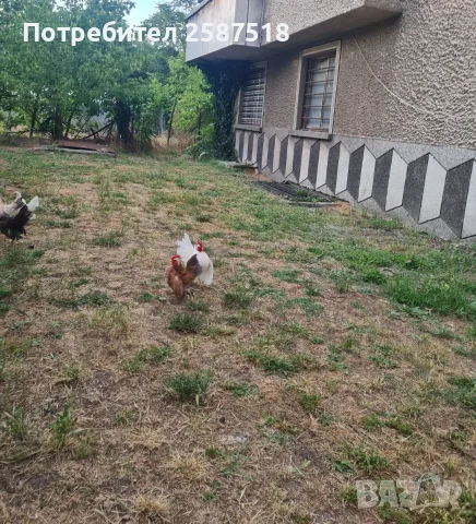 Продавам работещи двойки малай серами