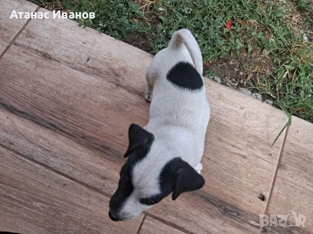 Продавам кученца Джак Ръсел, снимка 4 - Джак ръсел териер - 55517448