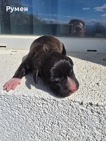 Американски стафордшир териер , снимка 8 - Американски стафордширски териер - 54059702