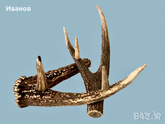 Закачалка, изработена от Истински рога на благороден елен , снимка 2 - Декорация за дома - 53981228