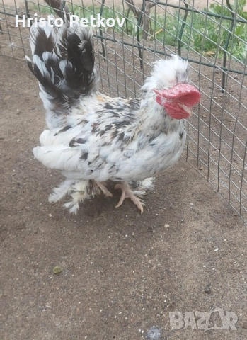 Продавам Бреговски Петрета , снимка 4 - Кокошки и пуйки - 53996885