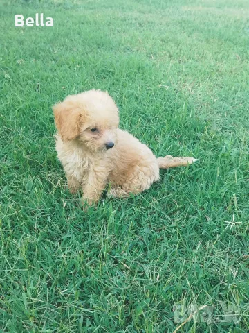 Малтипу/Maltipoo, снимка 17 - Пудели - 55166935