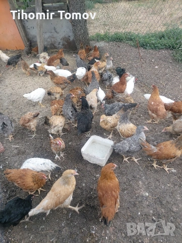 продавам ярки 