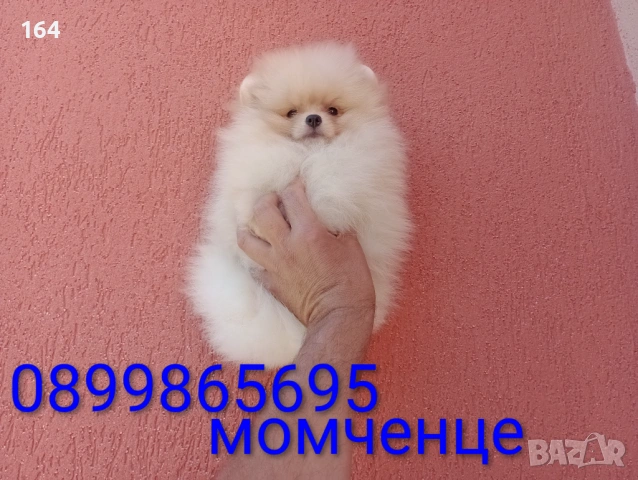 Женски Померан на 3 месеца. Реални снимки от 15.06.26 г. , снимка 6 - Померан - 54917378