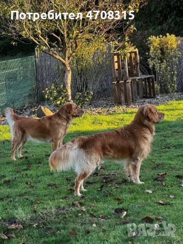 Голдън ретривър момче родословен баща, снимка 14 - Голдън ретривър - 54366591