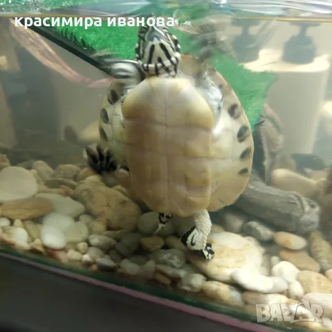 Водни костенурки, снимка 2 - Костенурки - 55408123
