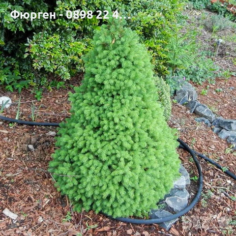 Мини Смърч Коника (Picea glauca 'Conica'), снимка 9 - Разсади - 55226383