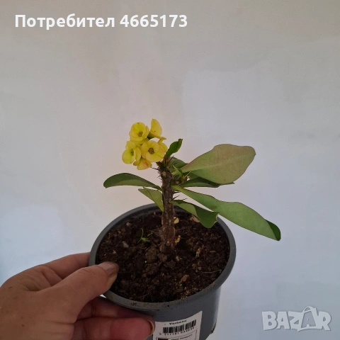 Стайно Цвете Исусов Венец, снимка 7 - Стайни растения - 54111064