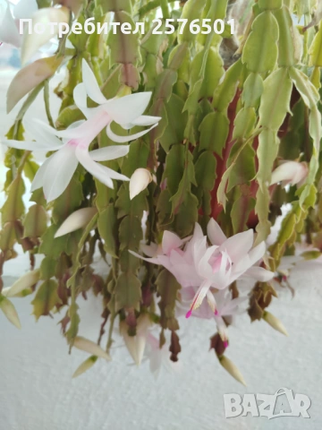 Продавам различни сортове нарциси и коледници, снимка 7 - Сортови семена и луковици - 54037499