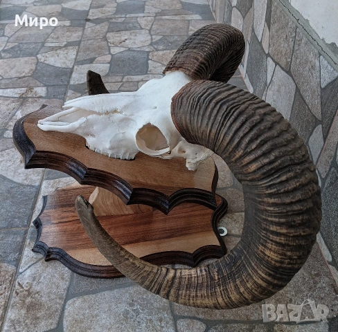 Трофеи от муфлони.Рога., снимка 4 - Други - 54526092