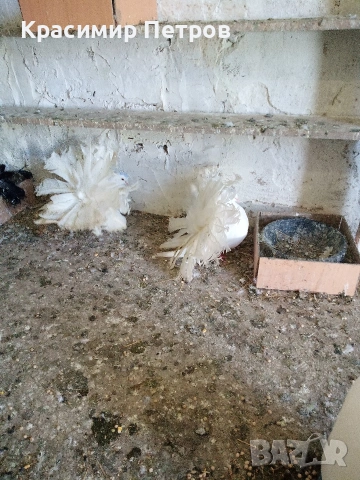 продавам финарлий жълти бели черни