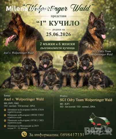 Немски овчарки с дълъг косъм от развъдник 
