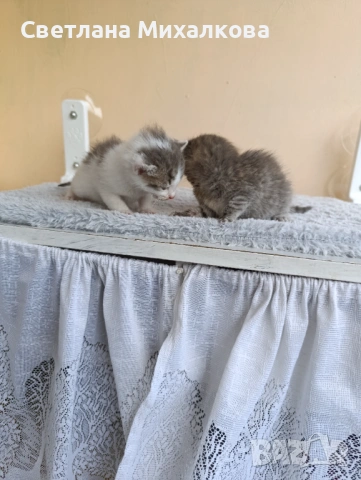 Подарявам две малки котенца 