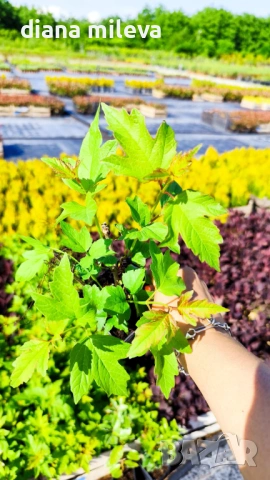 Калина, Картоп, Viburnum opulus ‘Roseum’, снимка 6 - Градински цветя и растения - 54754707