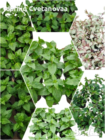 Фуксия за вашата градина , снимка 12 - Градински цветя и растения - 54220241